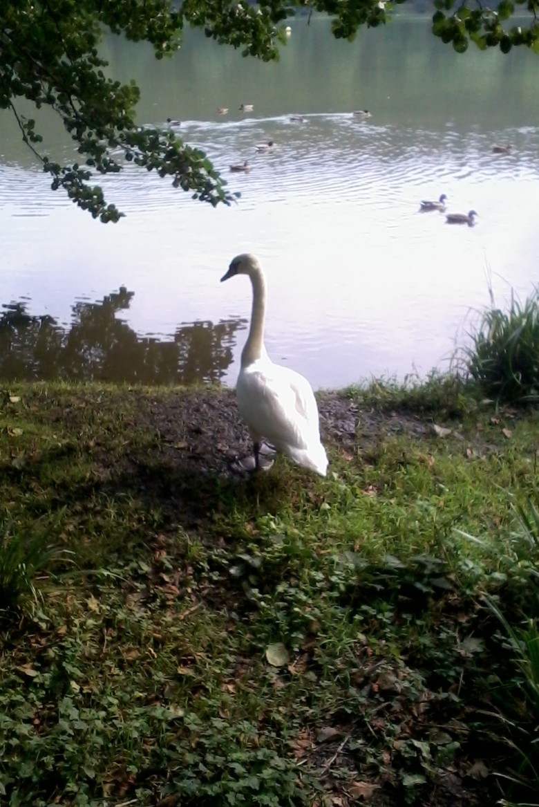 Swan By The Lake